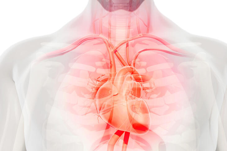 Herz-Kreislauf- und Gefäßerkrankungen